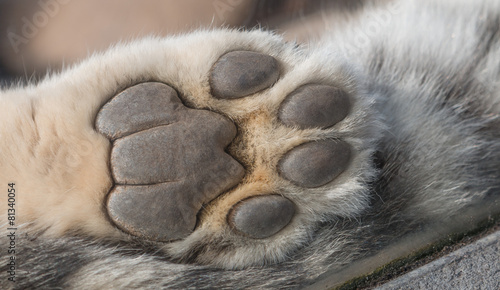Snow Leopard paw macro