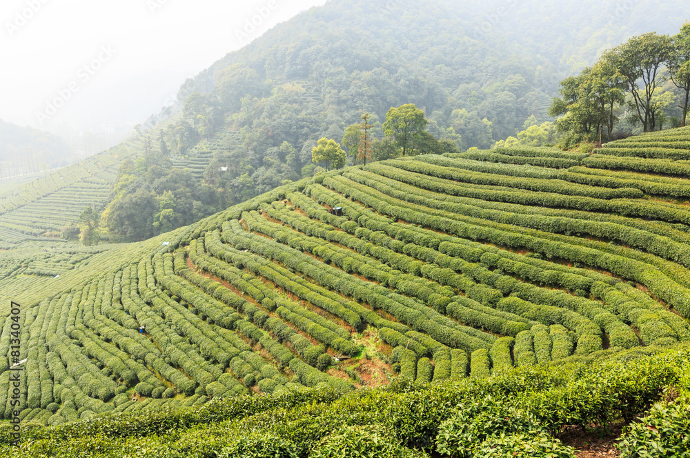 Tea plantations in the foggy morning