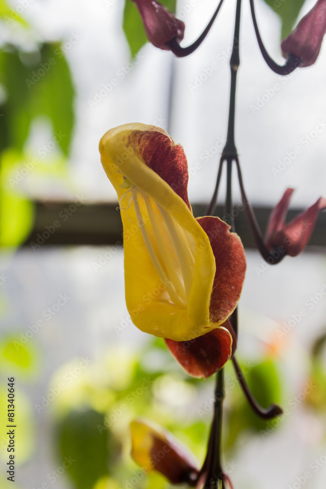 Blüte (Aechmea serrata) StockFoto Adobe Stock