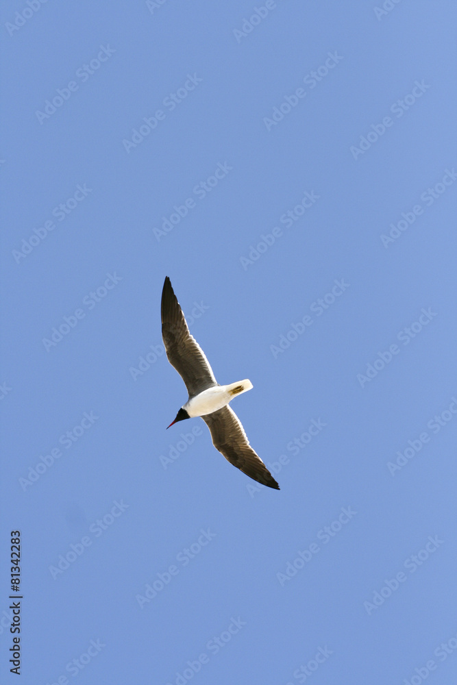 Möwe beim Fliegen Möwe beim Fliegen