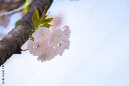 一葉 （イチヨウサクラ）　八重桜 photo