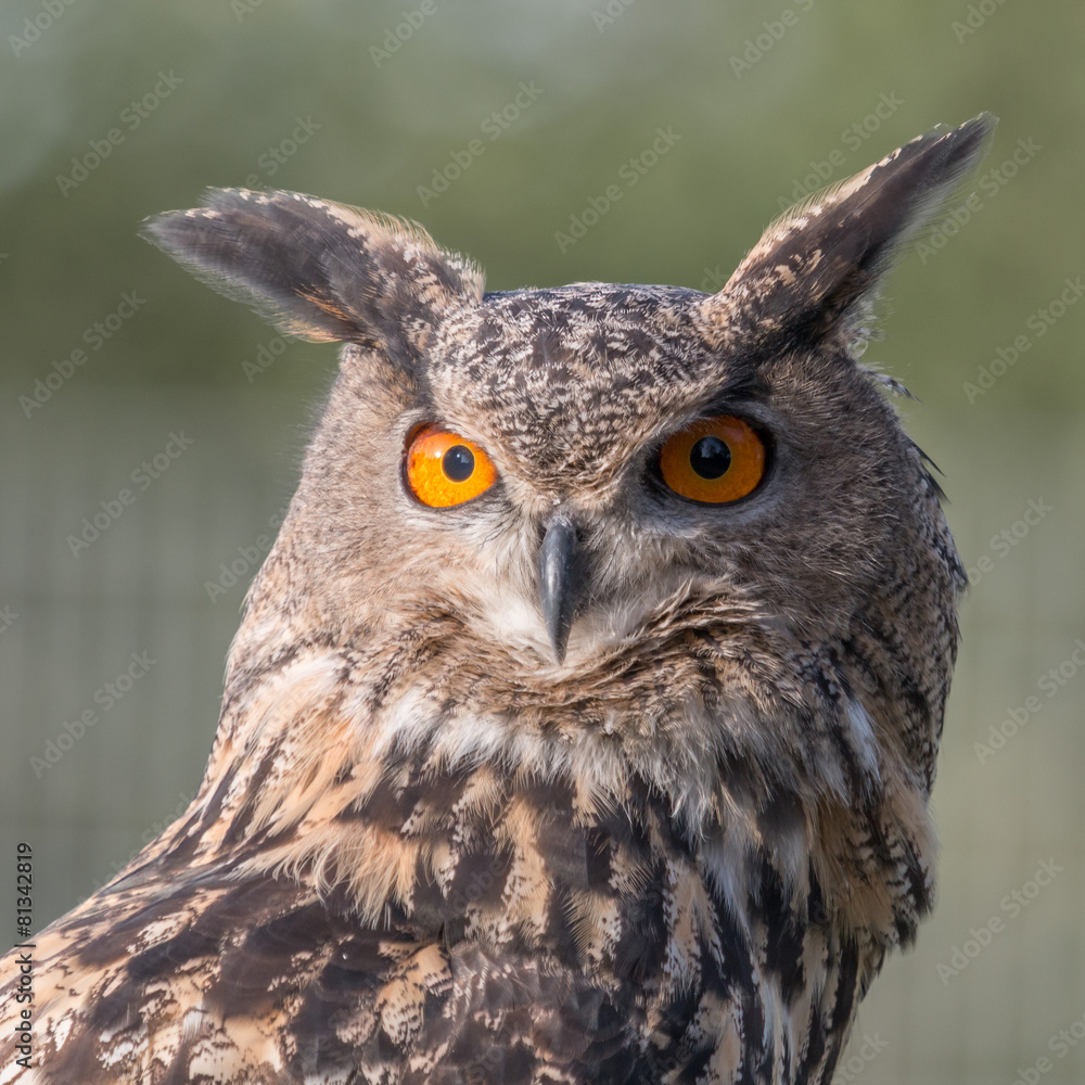 Eagle Owl Portrait Eagle Owl Portrait