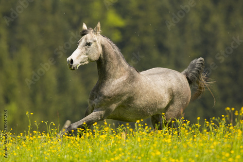 Arabisches Pferd Auf Blumenwiese © skmjdigital