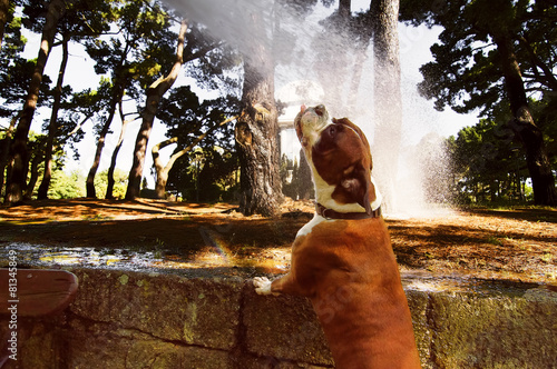 boxer dog drinking from a hose