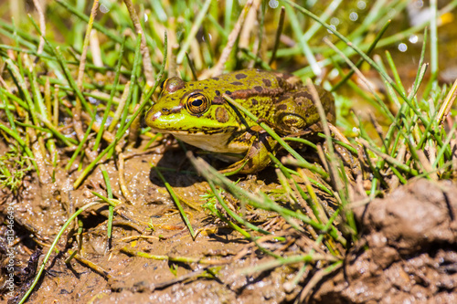 green frog Pelophylax saharicus in the wild, Morocco