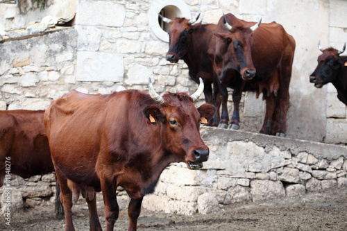 Mucca da latte di razza Modicana