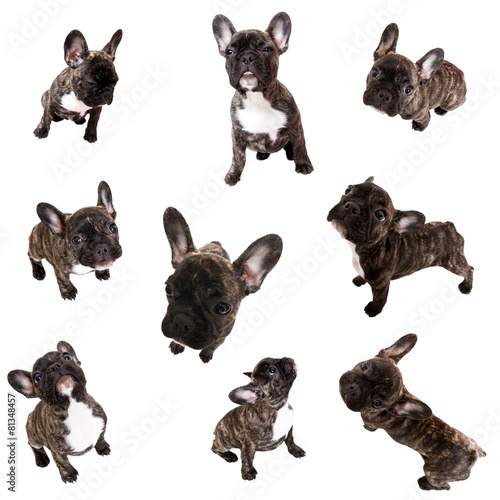 funny french bulldog portraits collection - isolated on white