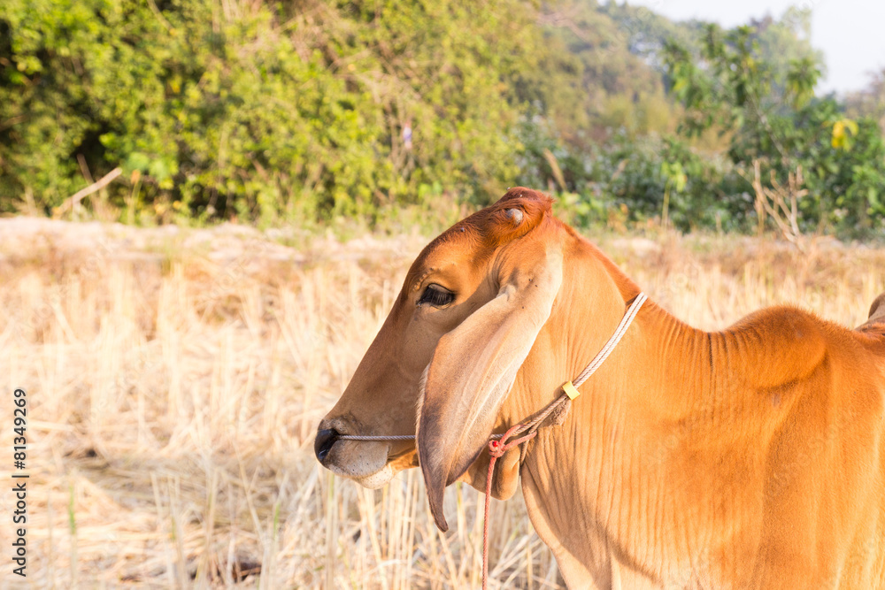 Fototapeta premium cow in rice paddy field