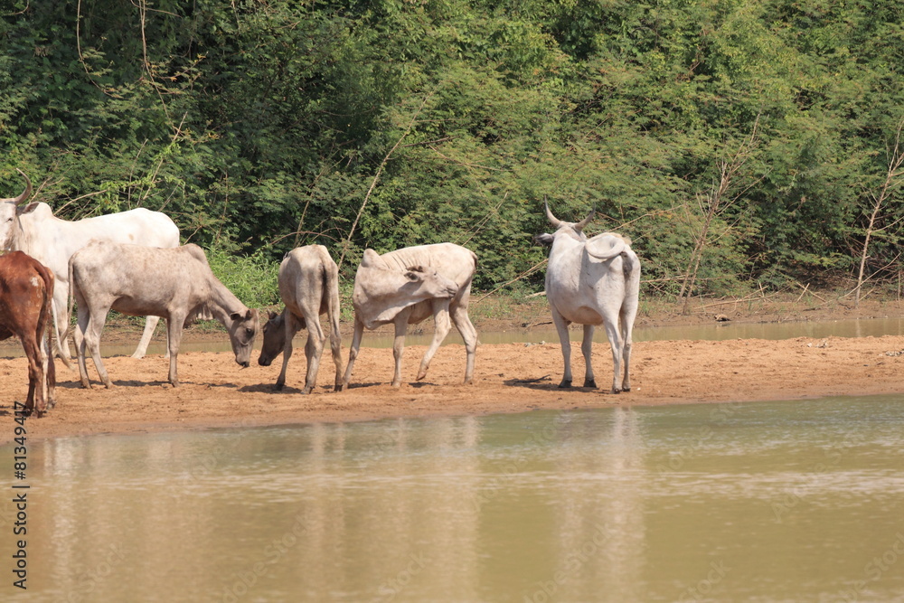 Fototapeta premium A herd of cows in Ghana