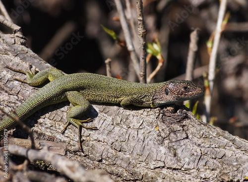 Eastern Green Lizard in spring, Lacerta viridis