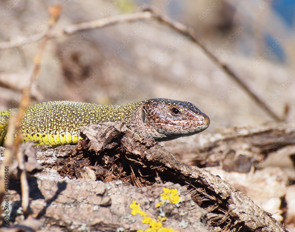 Naklejka premium Eastern Green Lizard in spring, Lacerta viridis