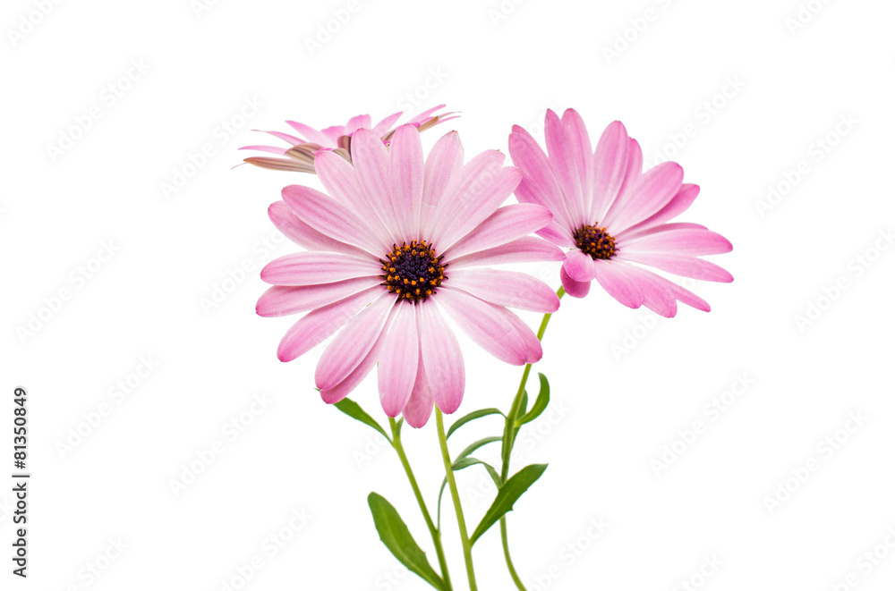 White and Pink Osteospermum Daisy