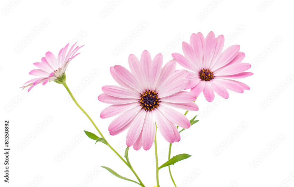 White and Pink Osteospermum Daisy