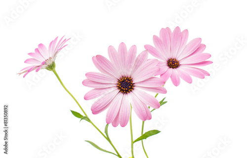 White and Pink Osteospermum Daisy