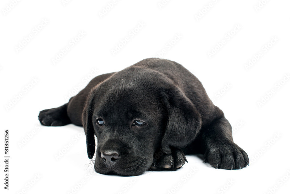 Black Labrador puppies