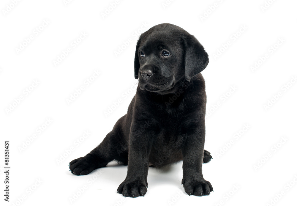Fototapeta premium Black Labrador puppies