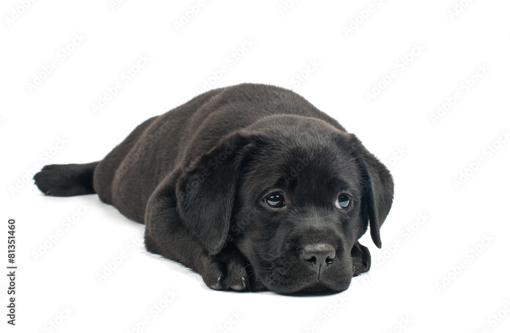 Fototapeta premium Black Labrador puppies