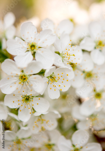 spring background of flowers