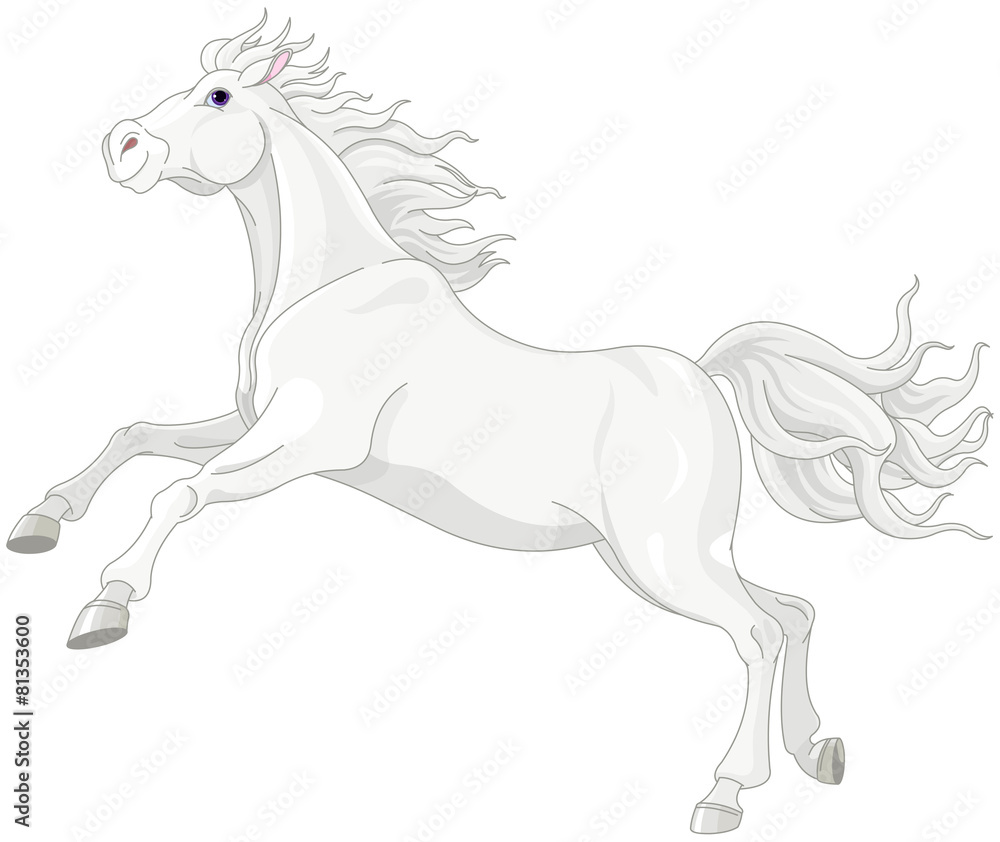 Beautiful white horse