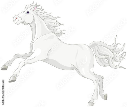Beautiful white horse