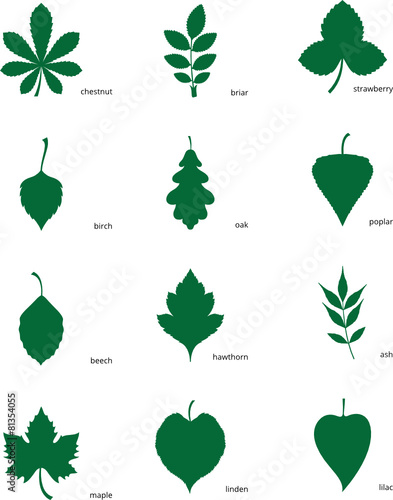 Set of silhouettes of leaves of different trees
