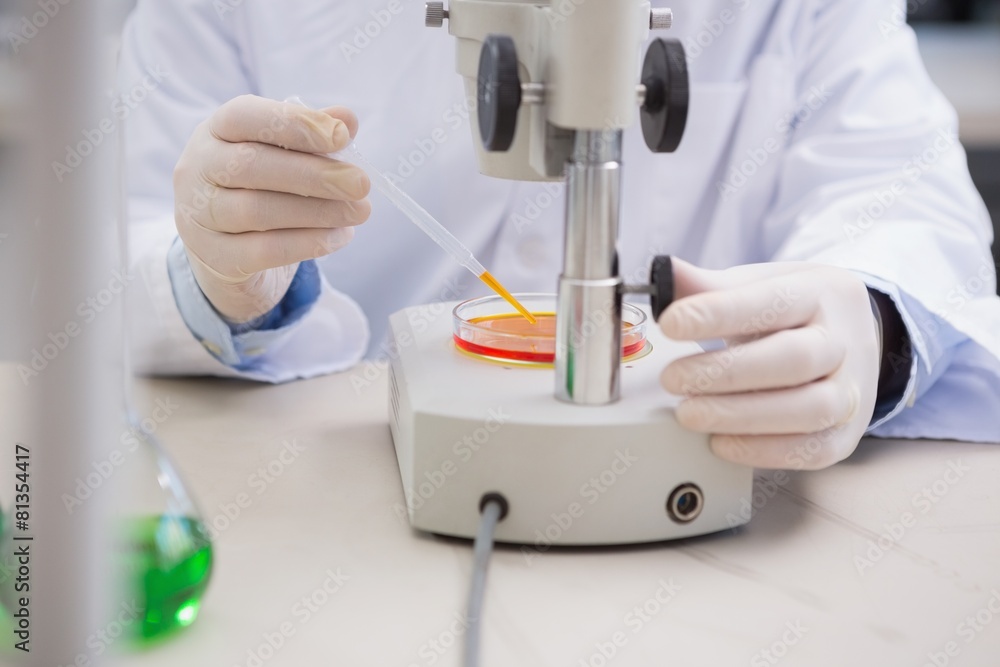 Scientist examining petri dish with microscope Scientist examining petri dish with microscope