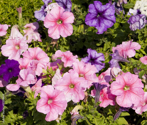 Pink petunia