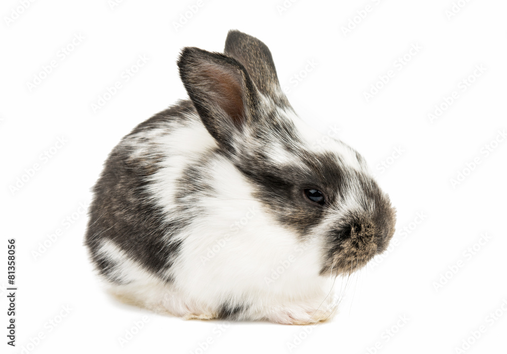 little rabbits little rabbits