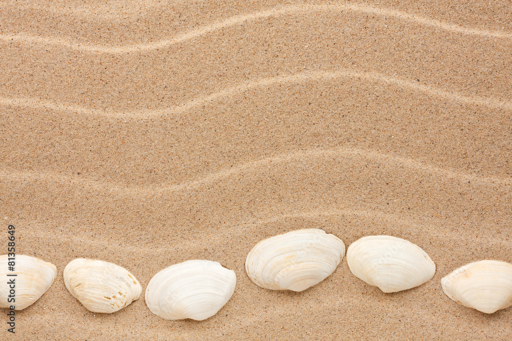 White shell lie on the sand White shell lie on the sand