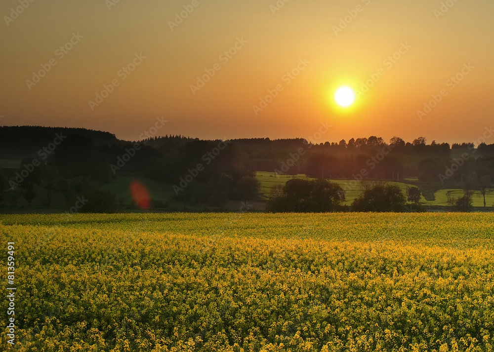 sunset over canola fields