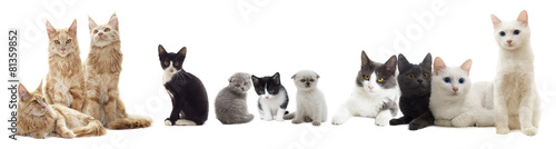 Plakat cats look