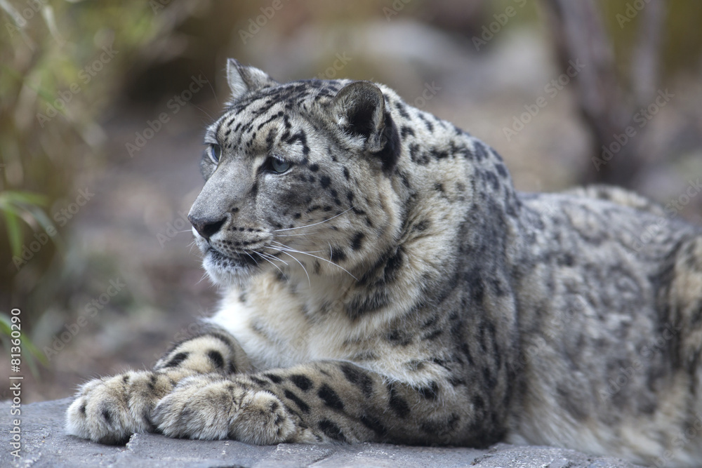 Obraz premium Portrait of adult snow leopard Panthera uncia