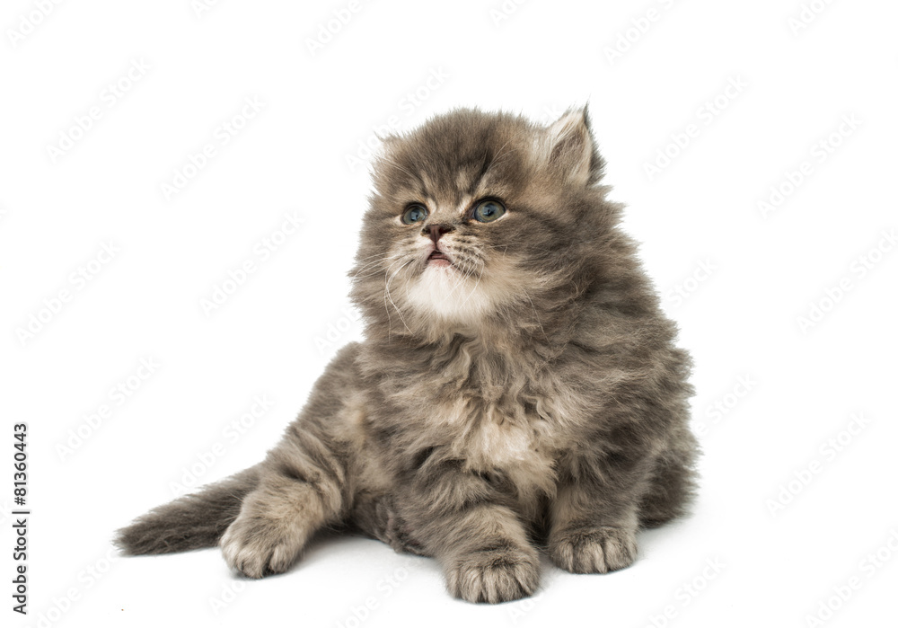 Fototapeta premium beautiful fluffy kittens
