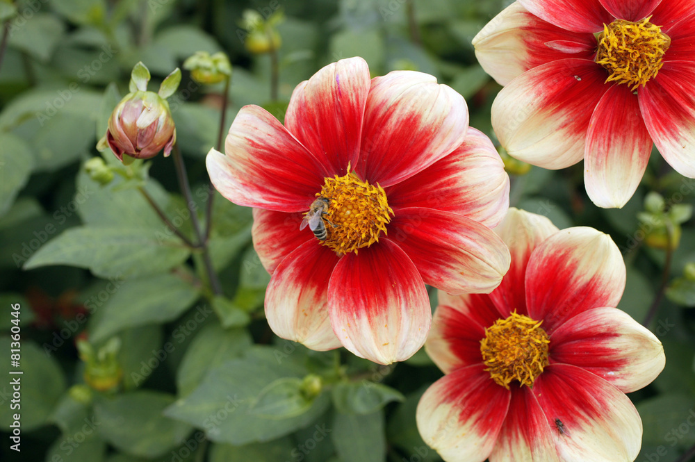 Einfache Dahlia Schloss Reinbek Einfache Dahlia Schloss Reinbek
