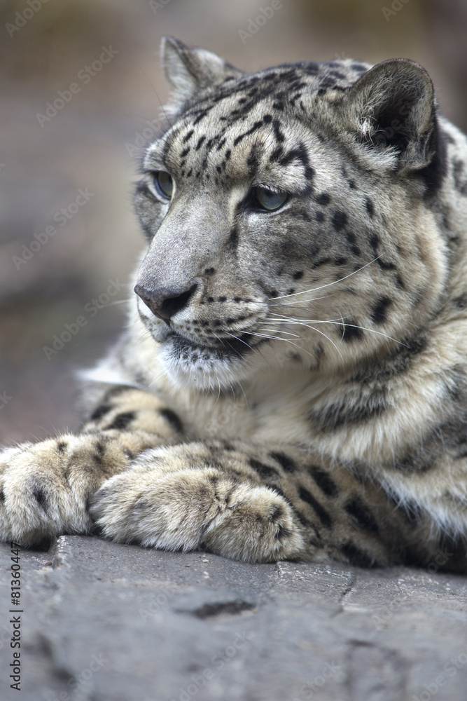 Portrait of adult snow leopard Panthera uncia Portrait of adult snow leopard Panthera uncia