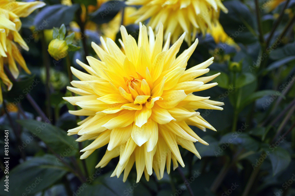 Kaktusdahlia Kaktusdahlia