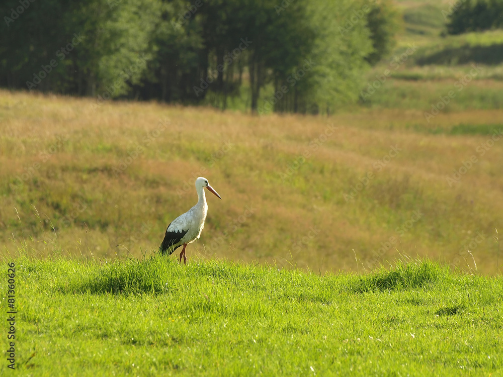 Fototapeta premium A majestic white stork stands in a lush green meadow during a sunny summer day. The beautiful bird is surrounded by vibrant grass and soft green foliage in the background. 