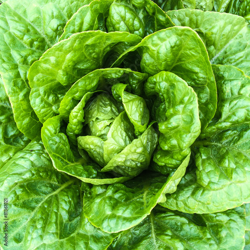 Close-up of green butterhead lettuce