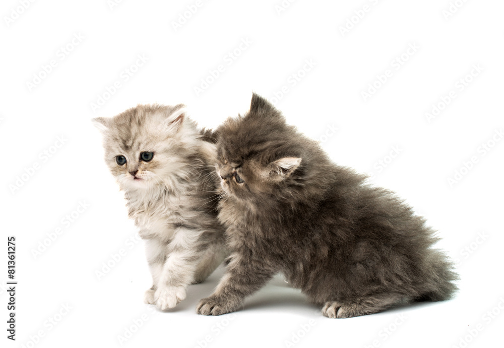 Obraz premium beautiful fluffy kittens