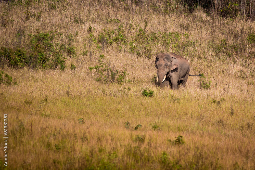 Fototapeta premium The elephant.