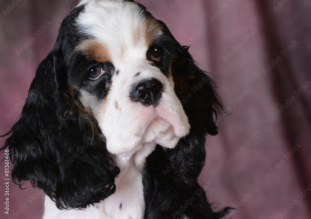 cute puppy cute puppy