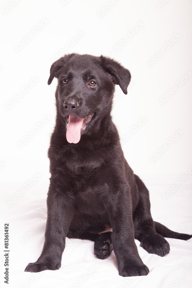 Fototapeta premium Black Shepherd puppy