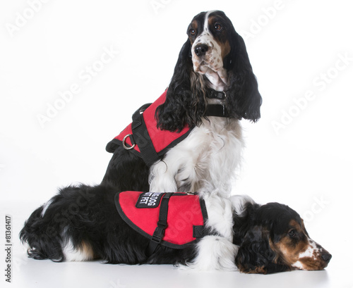 Photography service dogs