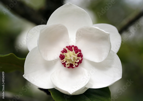 Magnolia