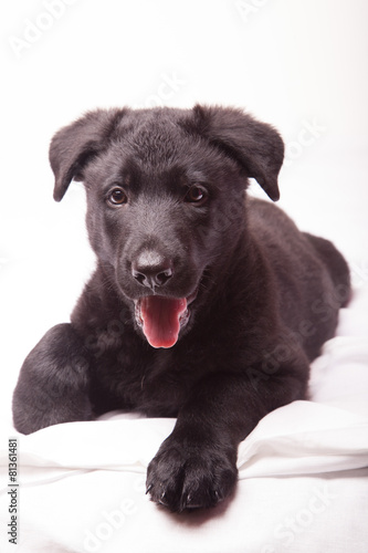 Wallpaper Mural Black Shepherd puppy Torontodigital.ca