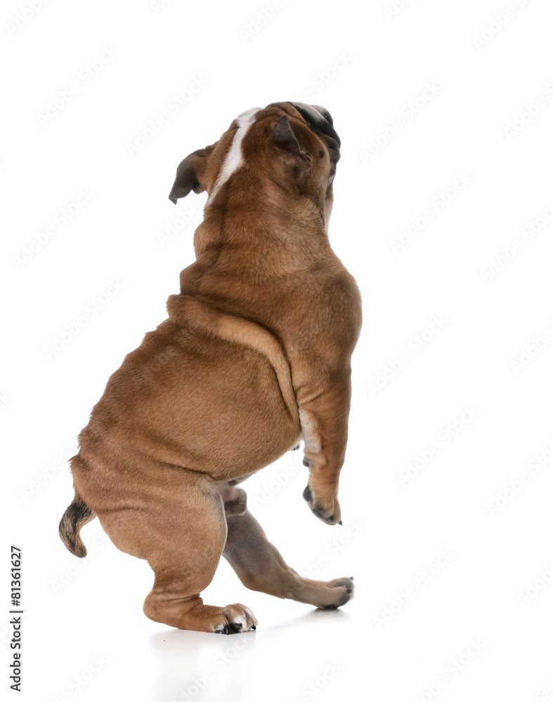 Obraz premium dog dancing