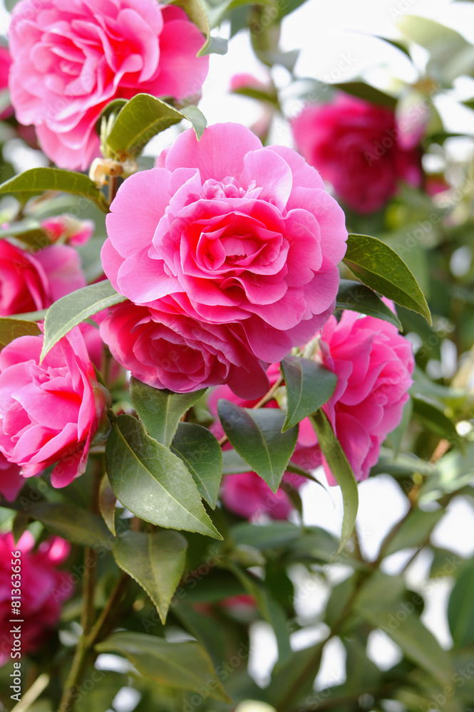 Halbgefüllte Kamelienblüten in leuchtendem Pink Halbgefüllte Kamelienblüten in leuchtendem Pink