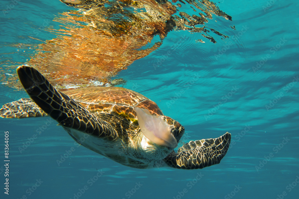 Fototapeta premium Turtle