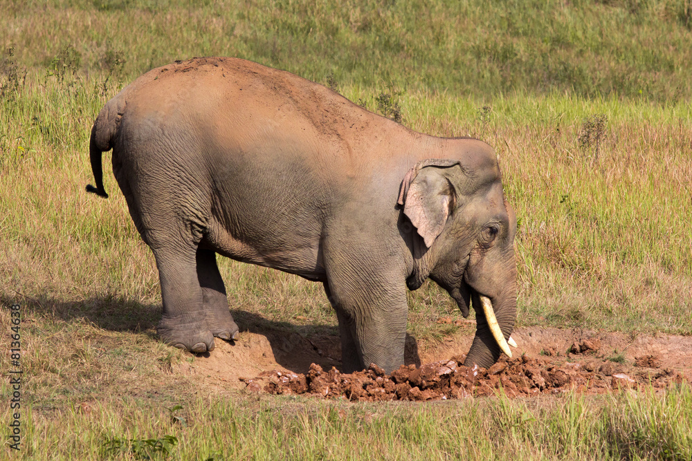 Fototapeta premium The elephant.