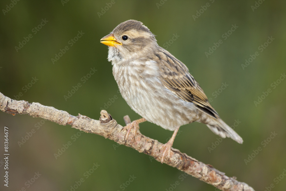 Rock Sparrow (Petronia petronia) , singing on a branch Rock Sparrow (Petronia petronia) , singing on a branch